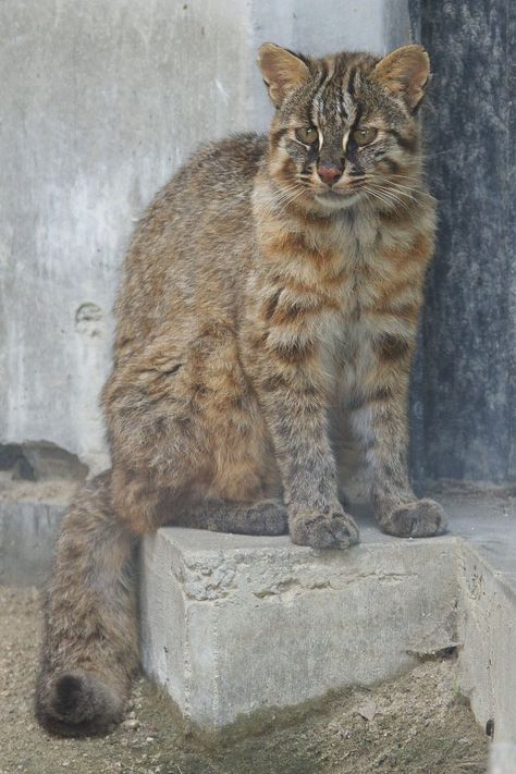 Iriomote Cat, Japanese Wildlife, Japanese Island, Asian Leopard Cat, Small Wild Cats, Cat Island, Spotted Cat, Cat Species, Leopard Cat