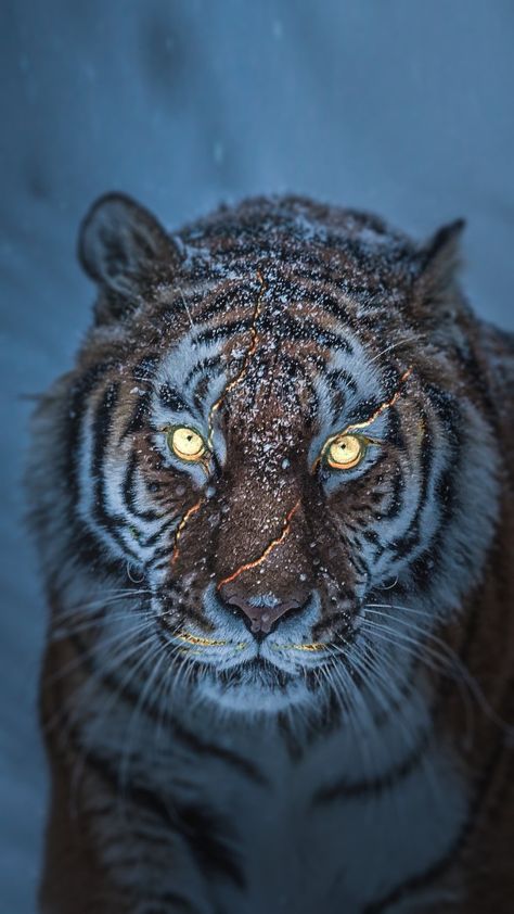 Art Tigre, 3d Tiger, Tiger Photography, Tiger Roaring, Tiger Images, Wild Animal Wallpaper, Tiger Artwork, Tiger Wallpaper, Scary Animals