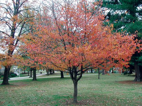 Shade-friendly Carpinus Caroliniana Green Fruit, Clay Soil, Garden Borders, Garden Trees, Landscaping Plants, Landscape Trees, Small Trees, Fall Foliage, The Tree