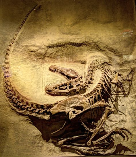 Royal Tyrell Museum, Paleocore Aesthetic, Palaeontology Aesthetic, Paleontologist Aesthetic, Paleontology Aesthetic, Drumheller Alberta, Dinosaur Fossil, Animal Skeletons, Dinosaur Images