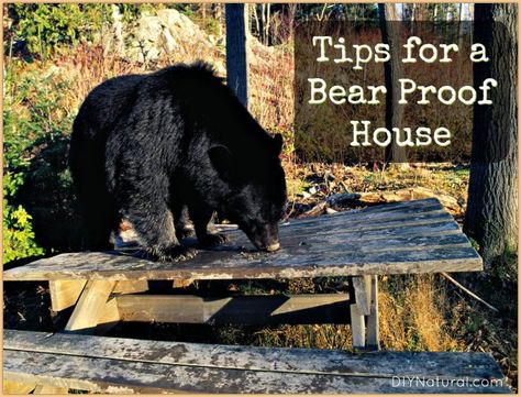 Bear Proof House Bear Proof Garbage Storage, Bear Repellent, Alaska Homestead, Alaska Cabin, Garbage Shed, Bear Safety, Garbage Storage, Black Bears, Survival Shelter