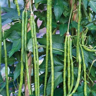 Long Bean, Plant Zombie, Pole Beans, Video Garden, Bean Seeds, Heirloom Vegetables, Climbing Vines, Annual Flowers, Seed Company