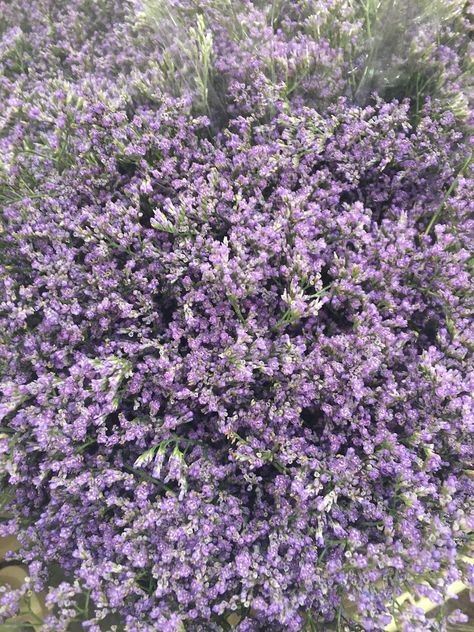 #Julyflowers #Seasonalflowers #weddingflowers #flowers #cutflowers #limonium #lilacflowers #lilaclimonium Limonium Flower, Phoebe Wedding, Floral Pillars, Cat Safe Plants, July Flowers, Lilac Flowers, Favorite Flowers, Seasonal Flowers, Single Flower