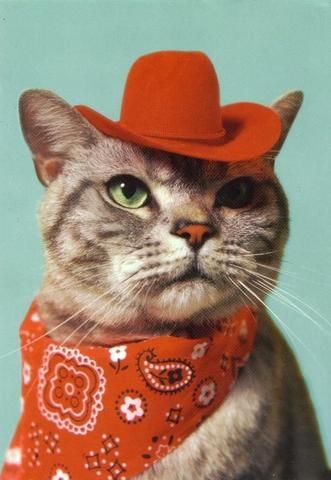 Age Chat, Gatos Cool, Cat Dressed Up, National Cat Day, Cat Fashion, Pet Day, Funny Cats And Dogs, Cat Dresses, Cat Hat