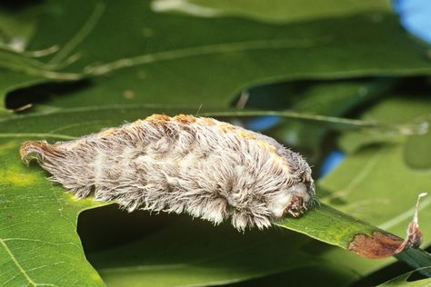 What You Need to Know About the Southern Flannel Moth—AKA the Country’s Most Poisonous Caterpillar Southern Flannel Moth, Poisonous Caterpillars, Flannel Moth, Moth Caterpillar, Citrus Trees, Organic Gardening, Caterpillar, Moth, Bugs