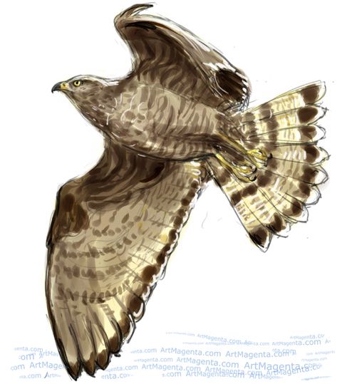 Honey Buzzard Buzzard Illustration, Buzzard Drawing, Honey Buzzard, Crow Books, Bird Paintings, Buzzard, Watercolor Painting Techniques, Bird Drawings, Birds Of Prey