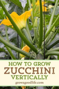 Growing Zucchini Vertically, Grow Zucchini, Zucchini And Summer Squash, Growing Squash, Growing Zucchini, Zucchini Plants, Tomato Trellis, Tomato Cages, Garden Veggies