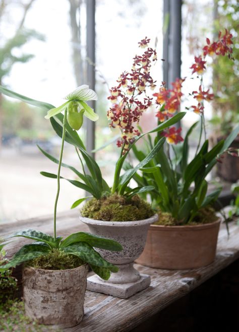 Orchid House Plant, Orchid Pots Ideas, Orchid In A Pot, Pretty Orchids, Houseplant Decor, Potted Orchid, Indoor Orchids, Orchid Pots, Orchid House