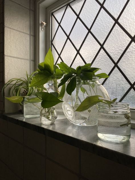 Plant Ideas Indoor, Indoor Plant Hacks, Plants In Glass Jars, Glass Jar Diy, Plant Room Aesthetic, Indoor Plant Ideas, Plant Pot Indoor, Plant In Glass, Aesthetic Plant