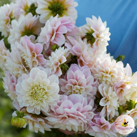 Sweet Natalie Dahlia, Sweet Nathalie Dahlia, Garden Greenhouse, Pink Petals, Mojito, Dahlia, Soft Pink, Flower Garden, Planting Flowers