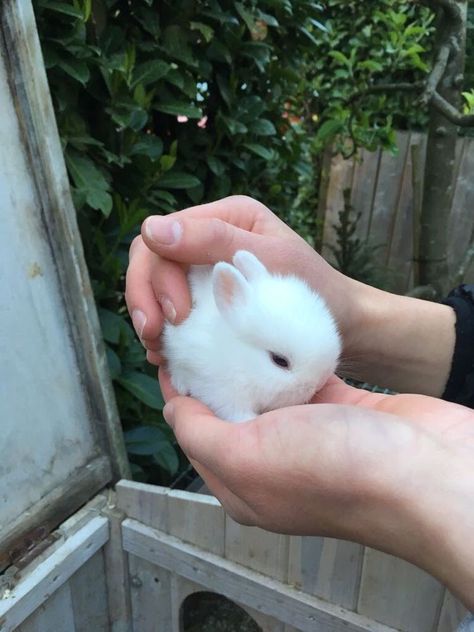 Cute Animals Real, Tiny Baby Animals, Bunnies Cute, Bunny White, Bunny Aesthetic, Pet Bunny Rabbits, Tiny Animals, Adorable Bunnies, Cute Bunny Pictures