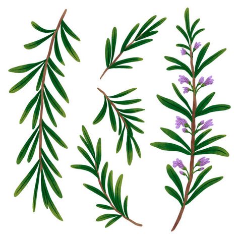 Rosemary Tattoo, Plant Illustration, Free Vector Graphics, New Set, Image Collection, Vector Graphics, Free Vector Images, Rosemary, Stock Illustration