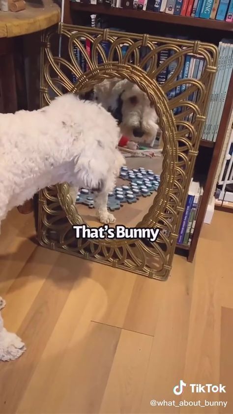 TikTok User Teaches Their Dog To Talk Using Buttons, Gets Surprised When She Asks Who She Is | Bored Panda Bunny The Talking Dog, Bunny The Dog Buttons Videos, Talking Dog Video, Dog Buttons, Operant Conditioning, Button Image, Bunny Images, Talking Dog, Animal Liberation