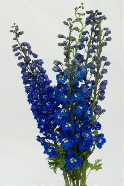 Delphinium Flowers, Dark Blue Flowers, Blue Delphinium, Navy Blue Flowers, Royal Blue Wedding, Blue Wedding Flowers, Line Flower, Silk Flower Arrangements, Blooming Plants