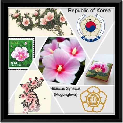 Rose of Sharon Korean National Flower, Rose Of Sharon Tattoo, Korean Patterns, Korea Tattoo, Hibiscus Tattoo, Korean Tattoos, National Flower, Rose Tattoo Design, Korean Wave