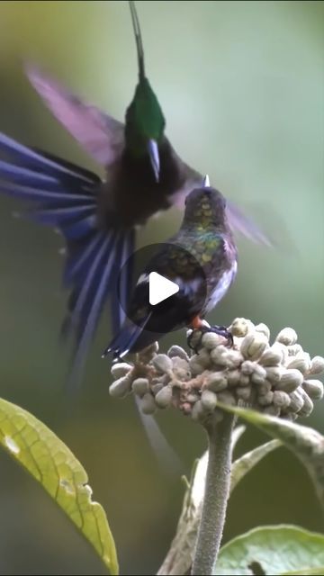 Birds Lover on Instagram Beautiful Bugs, Gods Creation, Birdwatching, Bird Photography, Hummingbirds, Bird Lovers, Bird Watching, Wildlife Photography, Sea Creatures