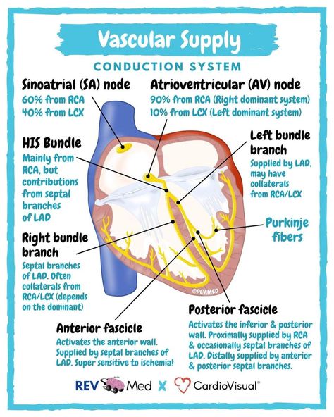 Ultrasound Sonography, Coronary Artery, Nursing School Essential, Studying Medicine, Nursing Study Guide, Nursing School Motivation, Nursing School Studying, Nursing School Tips, Medical School Studying