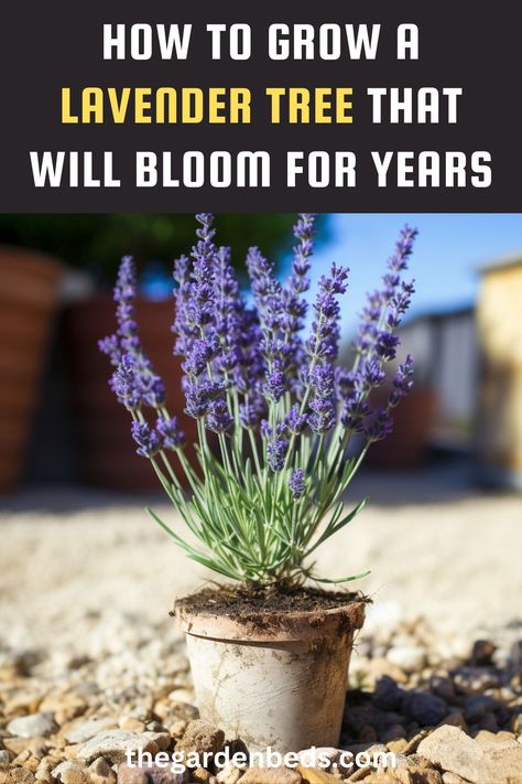 How to Grow a Lavender Tree That Will Bloom for Years Lavender Tree, Potato Gardening, Growing Lavender, Daily Ideas, Perennial Flowers, Lavender Plant, Gardening Advice, Tree Care, Ornamental Plants