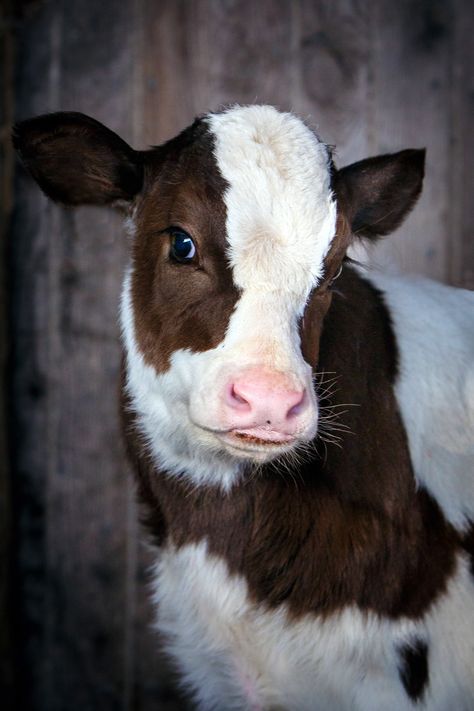 Daily Dose - February 21, 2017 - Bovine Baby - Holstein Calf 2017©Barbara O'Brien Photography www.steadfastlamb.com Intermediate Art, Regnul Animal, Baby Farm Animals, Animal Reference, Fluffy Cows, Cow Pictures, Cow Painting, Baby Cows