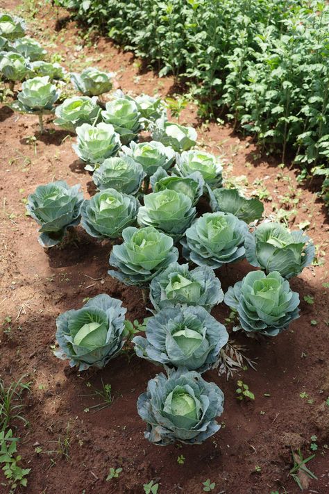 Horticulture Drawing, Cabbage Farm, Cabbage Growing, Drawing Props, Cabbage Garden, Kale Leaf, Growing Cabbage, Garden Illustrations, Agriculture Photos