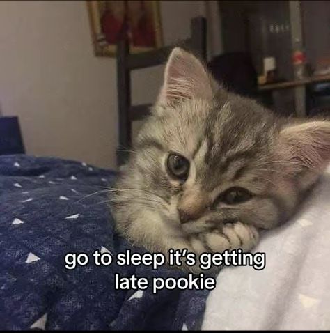 Happy Kitty Reaction Pic, I Sleep Now You Sleep Soon Pls Duck, Good Morning Sleepy Head, Good Night Cute Pics, Cat Waking Up, Mwah Cat, Go To Sleep Funny, Gn Cat, Cat Saying Hi