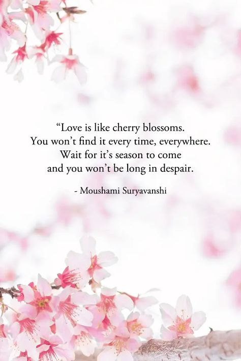 Spring Blossom Quotes, Sakura Flower Quotes, Cherry Blossom Tattoo With Quote, Cherry Blossom Quotes Inspiration, Sakura Quotes Cherry Blossoms, Cherry Blossom Poem, Sakura Meaning, Japanese Cherry Blossom Aesthetic, Japanese Cherry Blossom Wallpaper