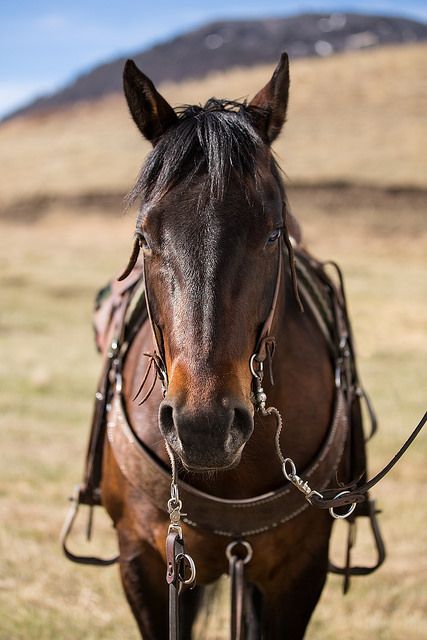 I have to pin this here. Beautiful cow pony with all the riggings, and a gorgeous backdrop to boot. My want for all of these things is over 9000. Dark Brown Horse, Western Horses, Rodeo Horses, Into The West, Bay Horse, Dream Horse, Rodeo Life, Quarter Horses, American Quarter Horse