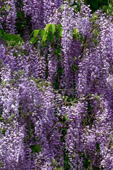 Why Southerners Love Wisteria Kentucky Wisteria, American Wisteria, Wisteria Vines, Flower Quotes, Wisteria, How To Grow, Arbor, Backyard Garden, Our Love