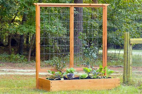 Cheap Raised Garden Beds, Building A Trellis, Growing Peas, Lasagna Gardening, Vine Trellis, Cucumber Trellis, Diy Trellis, Diy Raised Garden, Garden Vines