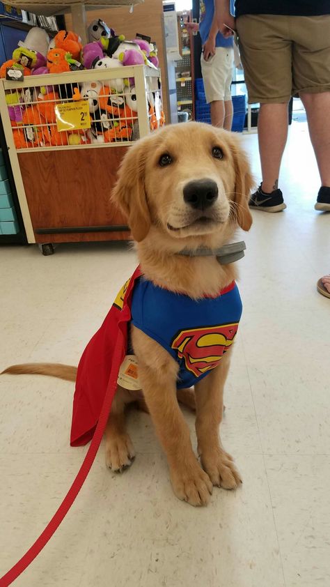 Super pupper Dog Halloween Costumes With Owner, Golden Retriever Outfit, Golden Retriever Halloween Costume, Big Dog Costumes, Dog And Owner Costumes, Puppy Halloween Costumes, Golden Retriever Halloween, Cute Dog Costumes, Superman Costumes