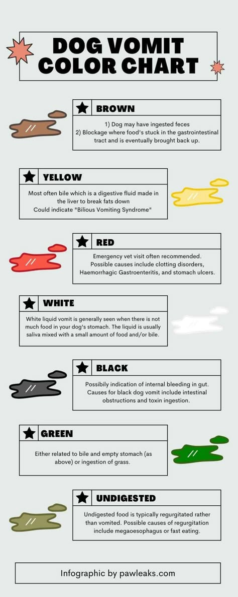 Dog Vomiting Color Guide – Everything You Need to Know | PawLeaks Dog Vomit Color Guide, Dog Vomit, Dog Diaherra, Dog Nausea Remedies, Hotspots On Dogs, Dog Vomit Remedies, How To Make House Smell Good With Pets, Dog Tips, Sick Dog Remedies