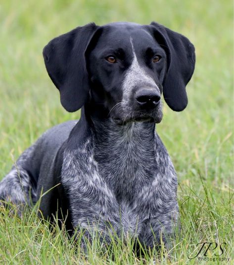 German Shorthaired Pointer Black, Dog Types, German Shorthair Pointer, Gsp Dogs, Shorthair Pointer, Short Haired Pointer, Dog Breeding, German Shorthaired Pointer Dog, English Pointer