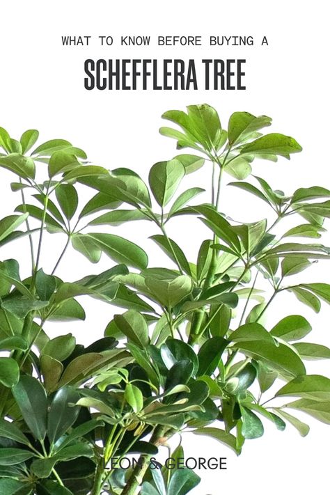 Schefflera Tree, Umbrella Plant, Umbrella Tree, Indoor Tree, Plant Care Tips, Easy Care Plants, Air Purifying Plants, Tree Care, Top Soil