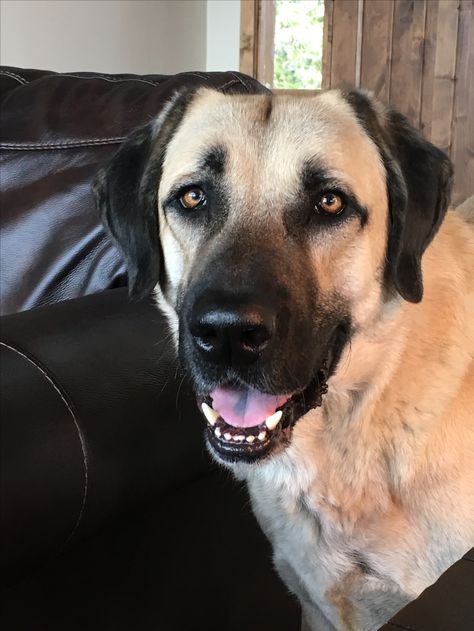 My baby Bear. The Anatolian Shepherd Anatolian Pyrenees, Anatolian Shepherd Puppies, Kangal Dog, Livestock Guardian Dog, Livestock Guardian, Anatolian Shepherd, Secret Life Of Pets, Rhodesian Ridgeback, Weimaraner