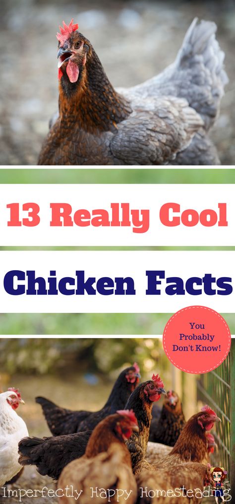 Chickens Breeds, Backyard Goats, Raising Meat Chickens, Chicken Facts, Duck Stuff, Chicken Incubator, Raising Chicken, Portable Chicken Coop, Flower Board