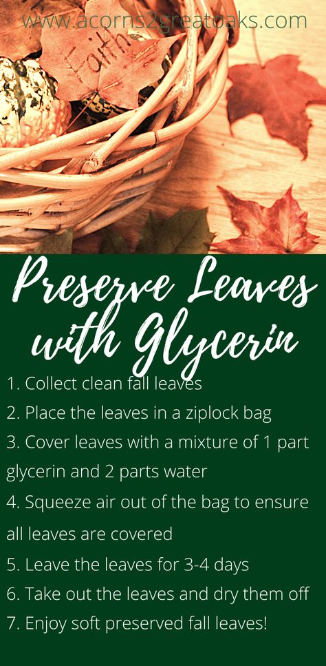 Preserve Leaves With Glycerin, Preserving Leaves With Glycerin, How To Preserve Fall Leaves, Preserving Fall Leaves, Couronne Halloween, Preserving Leaves, Preserve Fall Leaves, Thanksgiving Hymns, How To Preserve Leaves