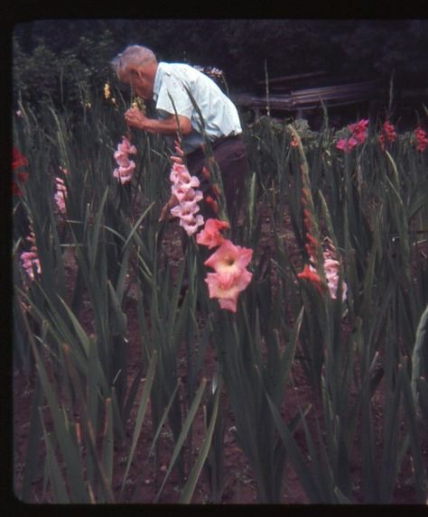 lostslideshows: “Stop to Smell the Flowers” - 1967 Flower Fairies Books, Smelling Flowers, Flowers Aesthetic, Fairy Book, Flower Fairy, Lost & Found, Photo Colour, Back In The Day, The Flowers