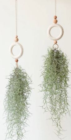 Macrame Air Plant Hanger, Tillandsia Usneoides, Air Plants Diy, Air Plant Hanger, Air Plants Decor, Plant Store, Plants Hanging, Dream Plants, Hanging Plant Wall