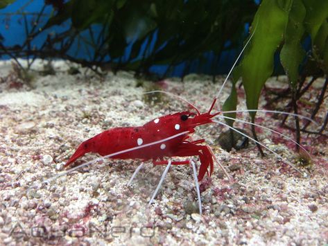 Picture of the Week, Blood Red Fire Shrimp | AquaNerd Red Sea Animals, Argentina Red Shrimp, Shrimp In Ocean, Crystal Red Shrimp, Red Cherry Shrimp, Saltwater Aquarium Fish, Fish Tank Terrarium, Undersea World, Blood Red