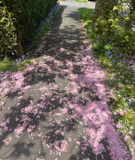 #cherryblossoms #fallenpetals #petals #pink #pinkaesthetic #nature #green #aesthetic cherry blossom aesthetic cute pathway fallen leaves Pink Leaves Aesthetic, Nature Green Aesthetic, Aesthetic Cherry Blossom, Cherry Blossom Aesthetic, Fallen Petals, Blossom Aesthetic, Cherry Blossom Petals, Fallen Leaves, Nature Green