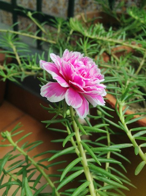 Flower #pink#plant#9'oclock flower Pink Plant, Plants, Flowers, Green, Pink