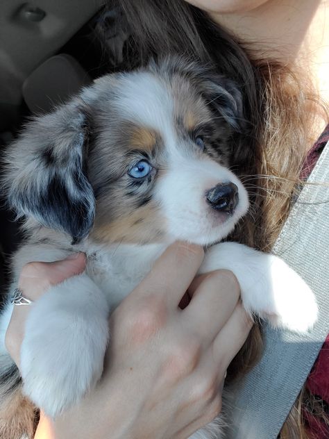 Big Dogs Breeds, Biggest Dog In The World, Biggest Dog, Dog Waiting, Cute Dogs Images, Very Cute Puppies, Aussie Puppies, Really Cute Puppies, Dogs Breeds