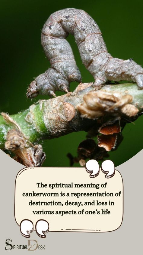 The spiritual meaning of cankerworm is a representation of destruction, decay, and loss in various aspects of one’s life. Cankerworm, a type of caterpillar, is often mentioned in the Bible and other religious texts as a symbol of devastation and ruin. #ruin #symbol #text #texts #type #life #decay Growth And Decay, Cycle Of Life, Spiritual Beliefs, Book Of Revelation, Life Choices, Spiritual Health, Spiritual Meaning, Native American Tribes, Plant Growth