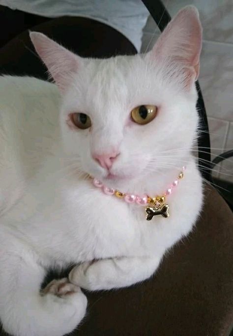 Beaded Cat Collar, Cat Collars Diy, Dog Accesories, Collars Diy, Pet Bunny, Cat Icon, Dog Necklace, Dog Jewelry, Luxury Pet