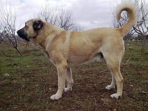 Persian Mastiff, Sarabi Dog, Caucasian Shepherd, Livestock Guardian Dog, Livestock Guardian, Mastiff Dogs, Best Dog Breeds, Big Dogs, Spaniel