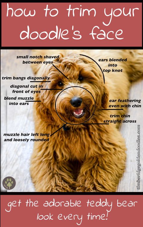 the perfect goldendoodle face clip! Love my teddy bear! Labradoodle Haircut, Teddy Bear Goldendoodle, Labradoodle Grooming, Lou Dog, Goldendoodle Haircuts, Tibet Terrier, Goldendoodle Grooming, Dog Grooming Styles, Puppy Grooming