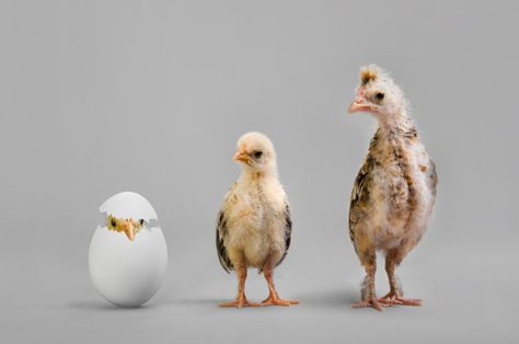 Would you like to hear about incubators straight from the horse's mouth? Check out the Bplans Q&A with an incubator cofounder to get your incubator questions answered. http://bit.ly/1IJhIfH How To Get Tall, Grow Taller Exercises, Egg Candling, Hatching Chickens, Day Old Chicks, Bad Eggs, Get Taller, Short Person, Growth Hormone