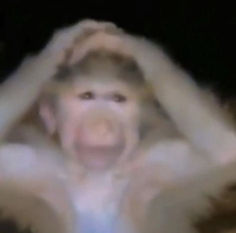 Cute Monkey Pictures, Monkey Icon, Monkey Memes, Hand On Head, Monkey Pictures, A Monkey, Monkeys Funny, Cute Monkey, Silly Animals