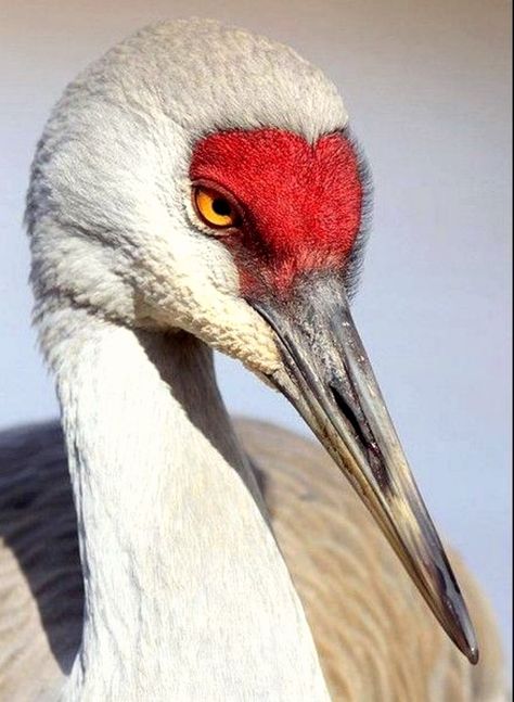 Waterfowl Taxidermy, Traditional Holiday Recipes, Crane Fly, Sandhill Cranes, Sandhill Crane, Water Birds, Crane Bird, Kinds Of Birds, Herons