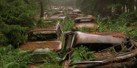 This Traffic Jam Was Stuck In Belgian Forest For 70 Years Apocalypse Aesthetic, Creepy Photos, Abandoned Cars, Beautiful Forest, Urban Legends, Old Car, Abandoned Buildings, Abandoned Places, Graveyard